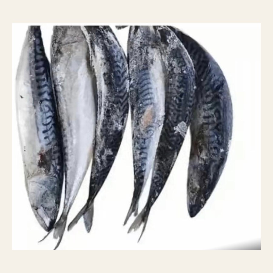Mackerel (Titus) Fish